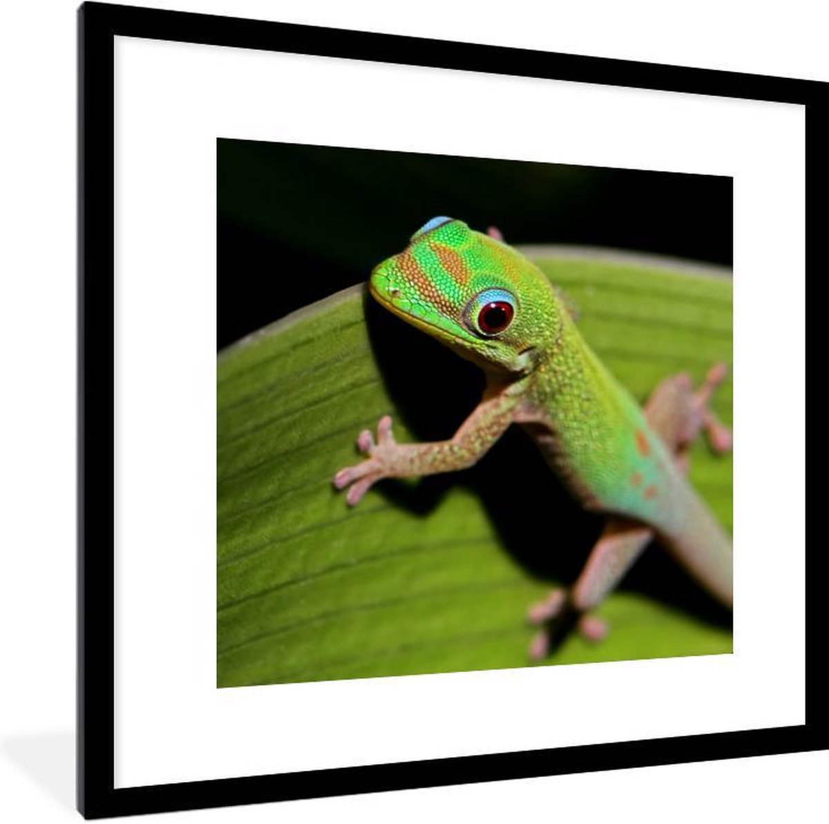 Baby gekko kijkt in de camera
