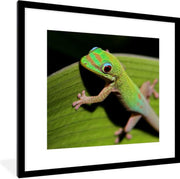 Baby gekko kijkt in de camera