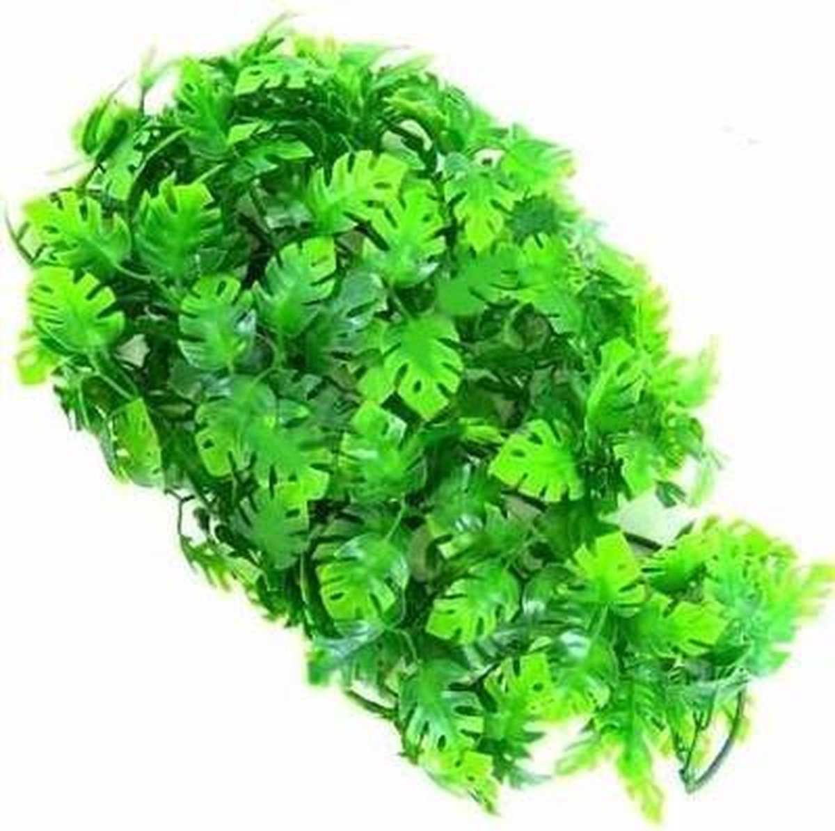 Zoomed Naturalistic flora - Amazonian phyllo - Large - terrariumplant