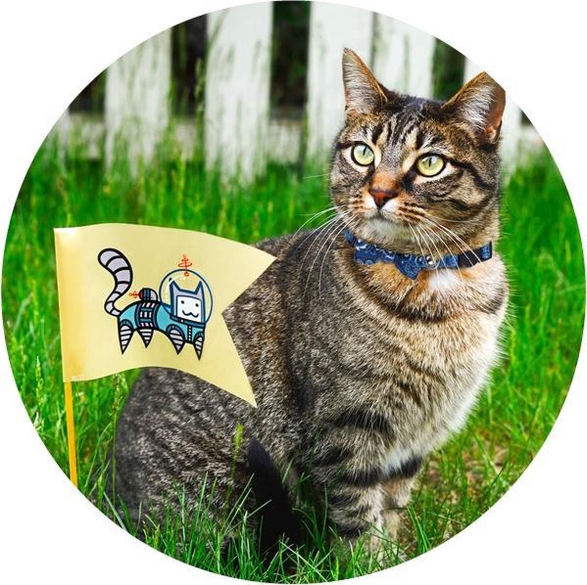 Halsband voor katten Blauw