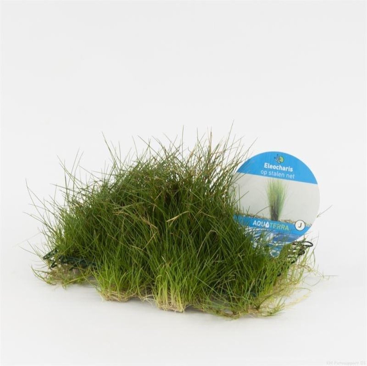 Eleocharis (naaldgras) op matje ( 3 stuks )