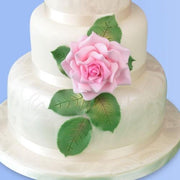 Patchwork Cutter Grandiflora Rose