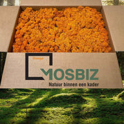 MosBiz Rendiermos Oranje 2 laags (2