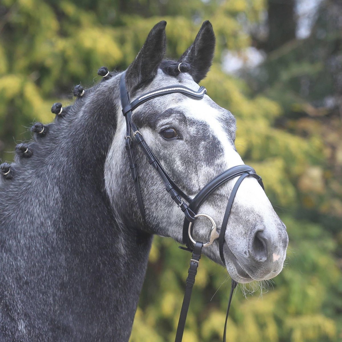 Waldhausen Hoofdstel X Line Elda maat pony