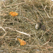 Berghooi met Paardenbloem - 500 gr