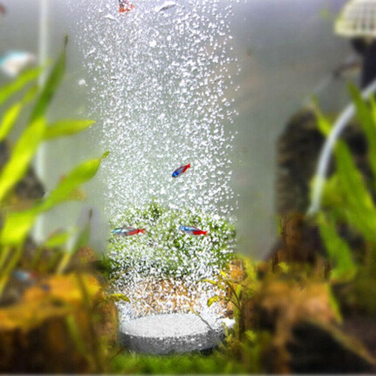 Aquarium Luchtsteen - Zuurstofsteen - Diameter: 4 cm