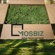 MosBiz Rendiermos Midden groen 2 laags (2