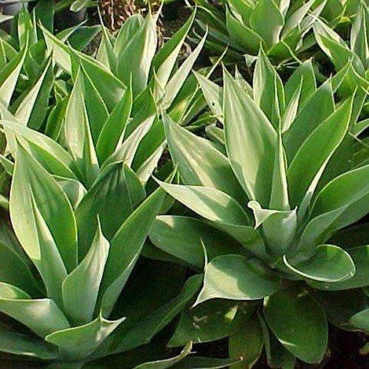 Agave siroop Licht 5.6 kg - 5.6 kg - Holyflavours -  Biologisch gecertificeerd