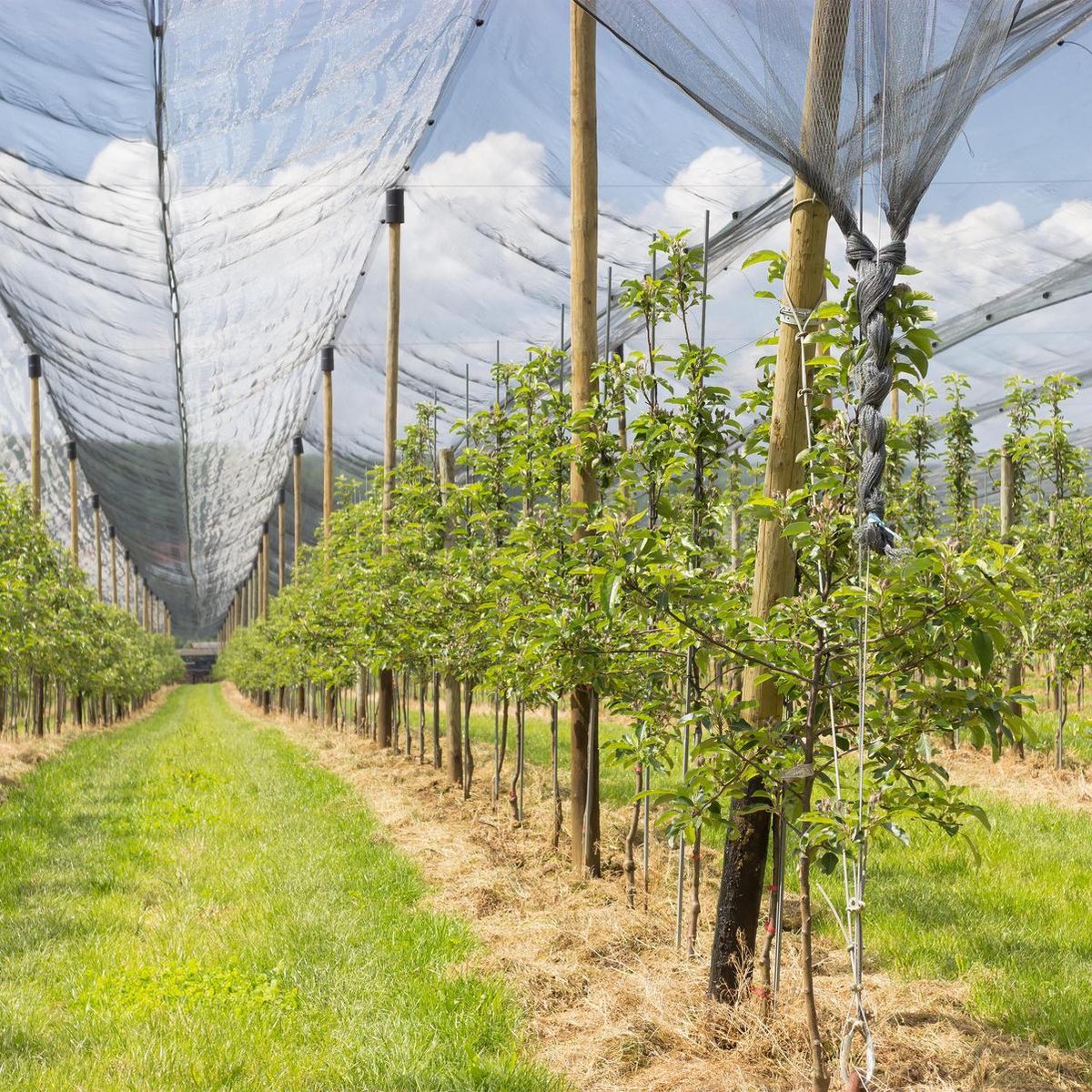 relaxdays vogelnet - vijvernet - kleine maaswijdte - fruitnet - anti-vogelnet - zwart 5 x 4 m