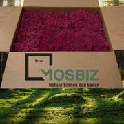 MosBiz Rendiermos Erica 2 laags (2