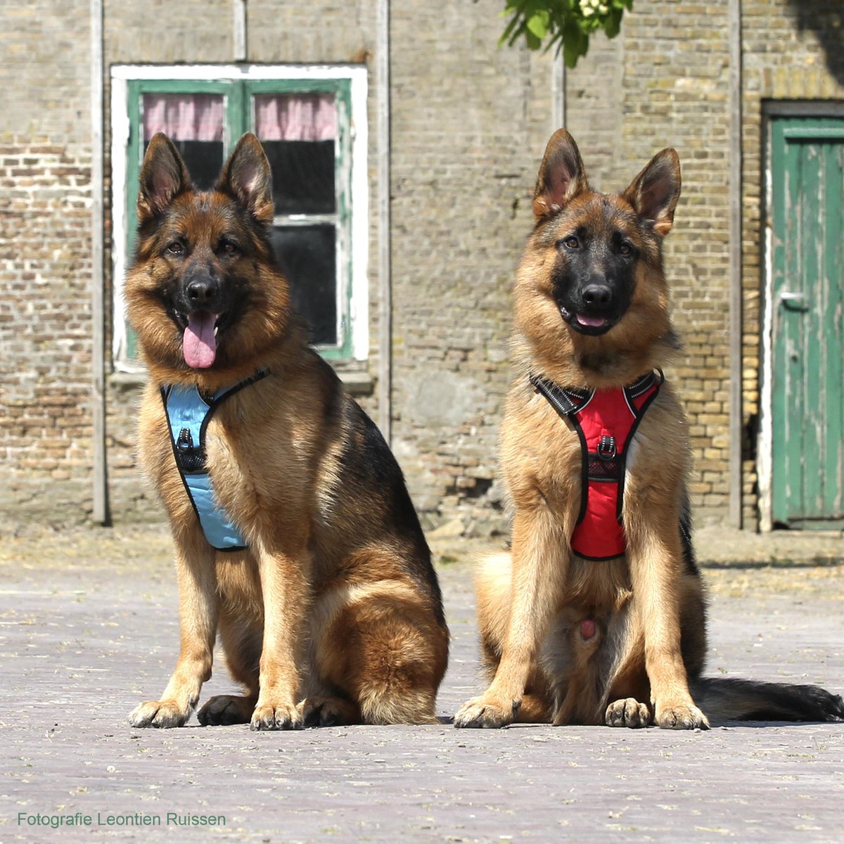 Frenkiez reflective no pull comfort dog harness