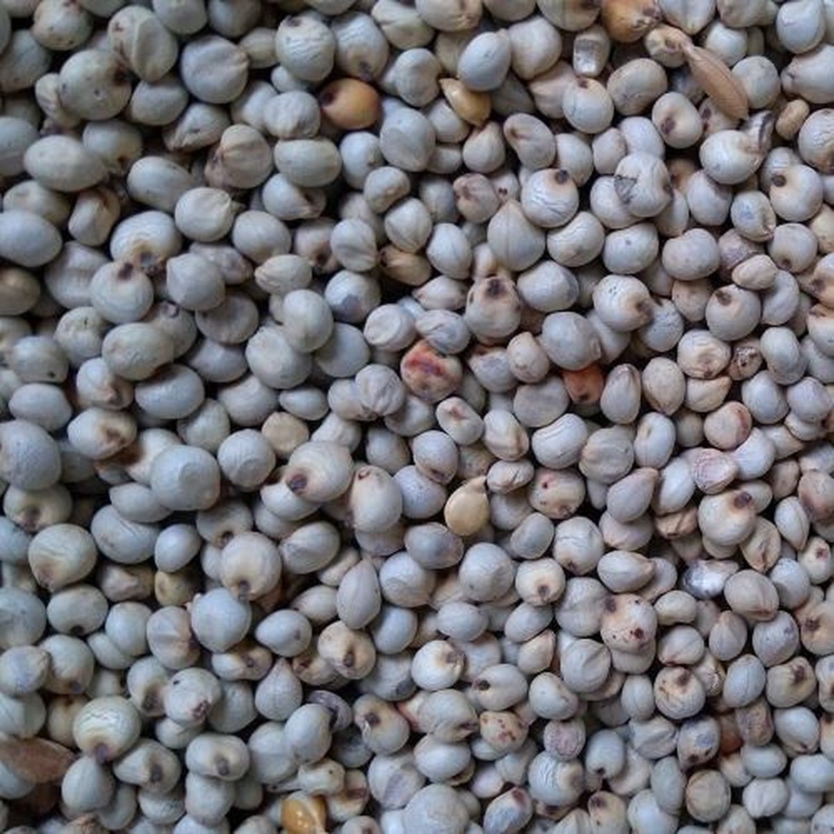 Dari Wit | Partikel | Karper aas | 10KG