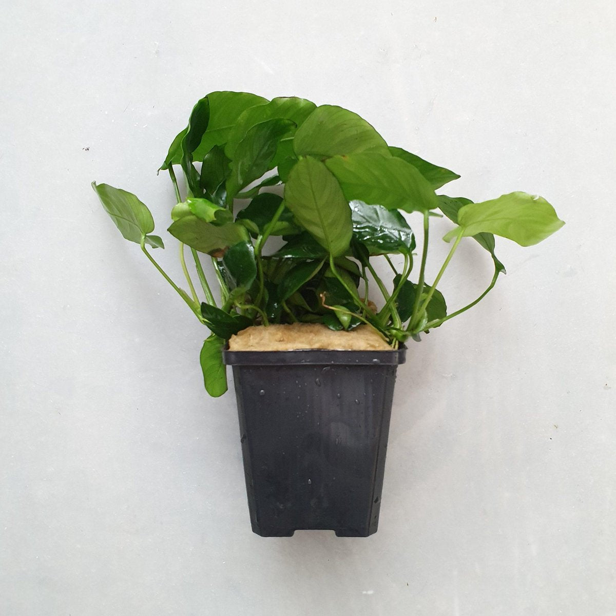 Anubias Barteri XXL Moederplant