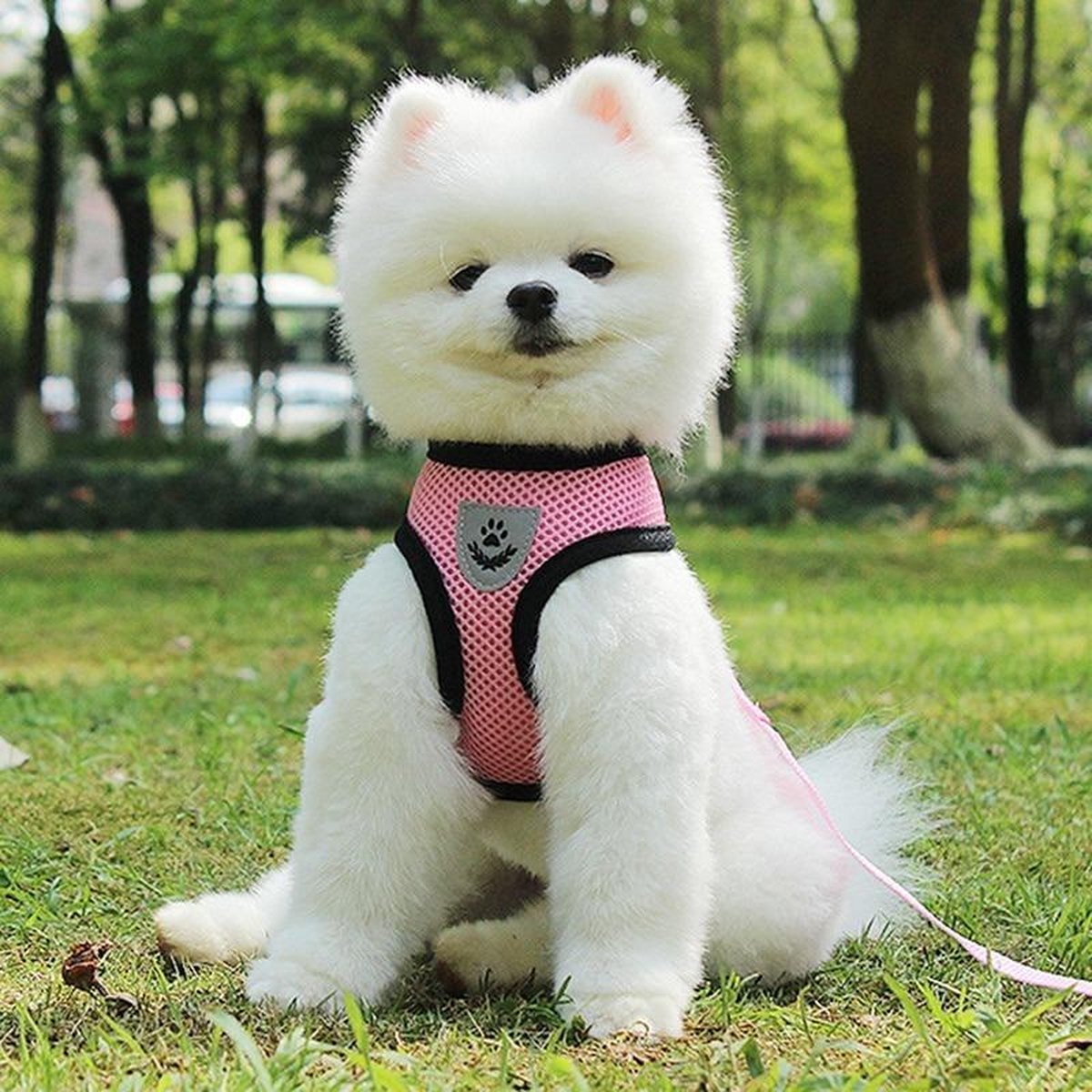 Kattenharnas-Hondenharnas-Kattentuigje-Verstelbare Harnas-Katten- Honden-zacht borstharnas-voor puppy's en katten-kattentuigje met looplijn-Roze- Maat M