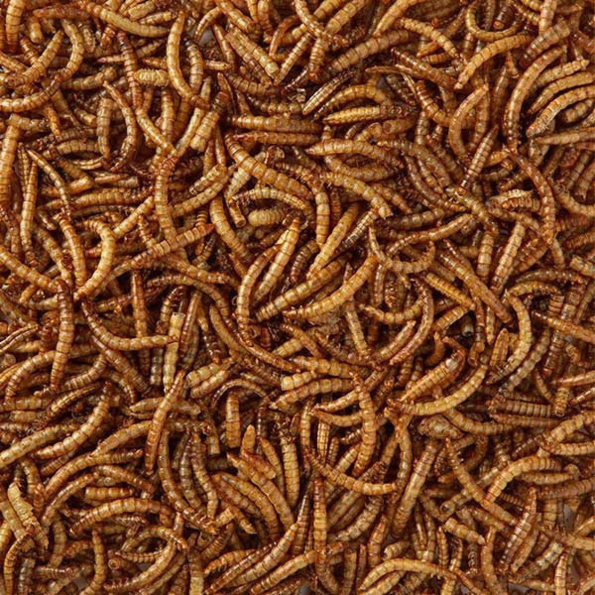 MEELWORMEN 10L 2100GR