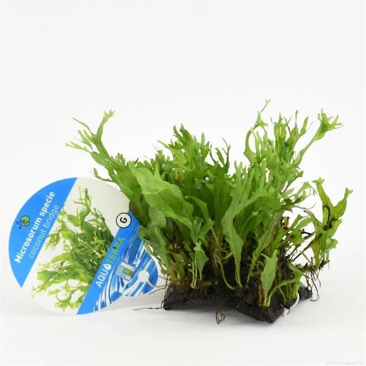 Cocosnoot brug met microsorum specie