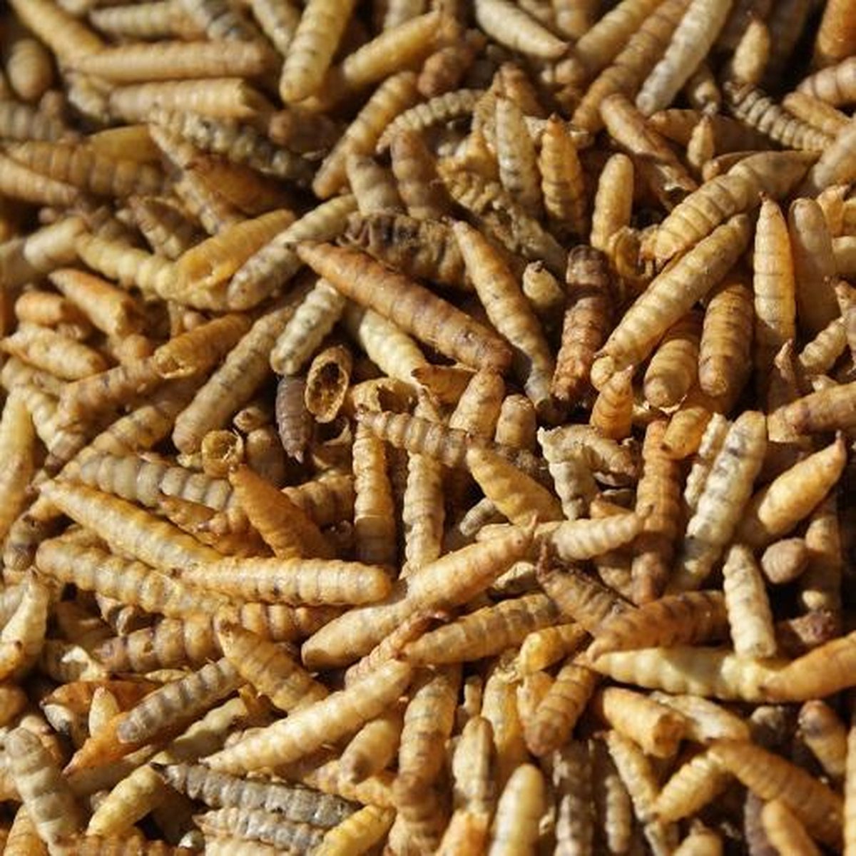 Larve van Zwarte Soldaatvlieg (Groot) (10 Liter) - Natuurlijk Visvoer