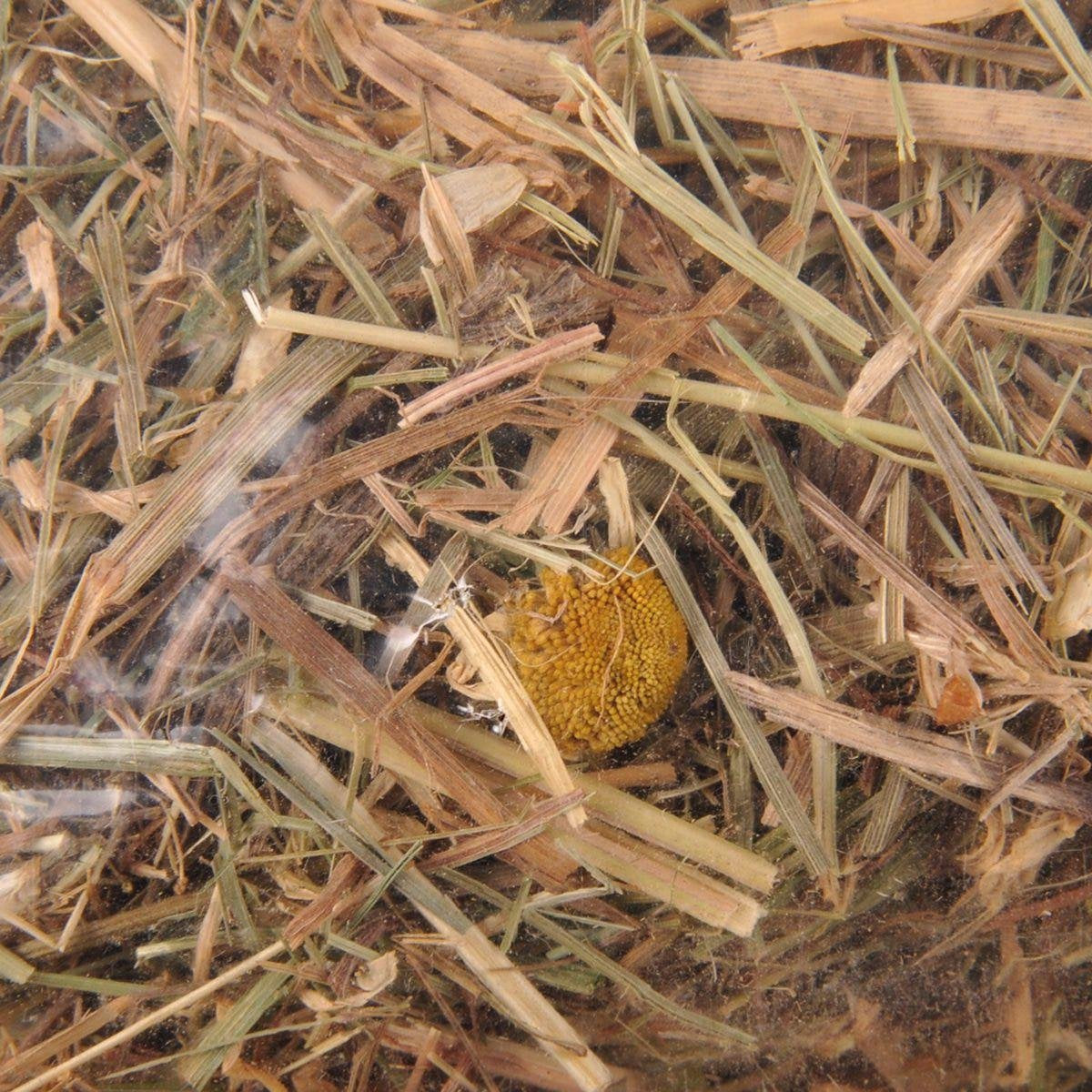 Berghooi met Kamille - 500 gr