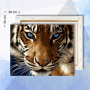Schilderen op nummer pakket Tijger Close-up - 40 x 50 cm - met frame