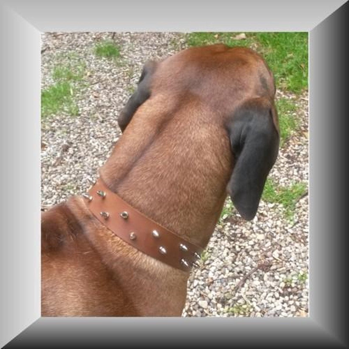Orginele halsband van echt leer met spijkers