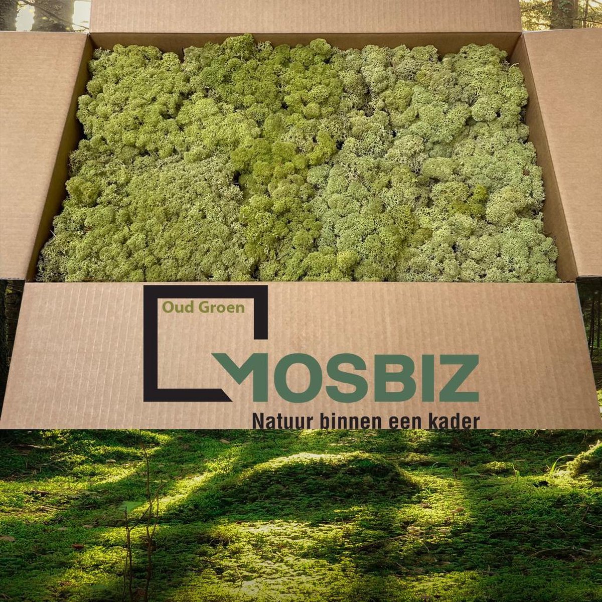 MosBiz Rendiermos Oud groen 2 laags (2