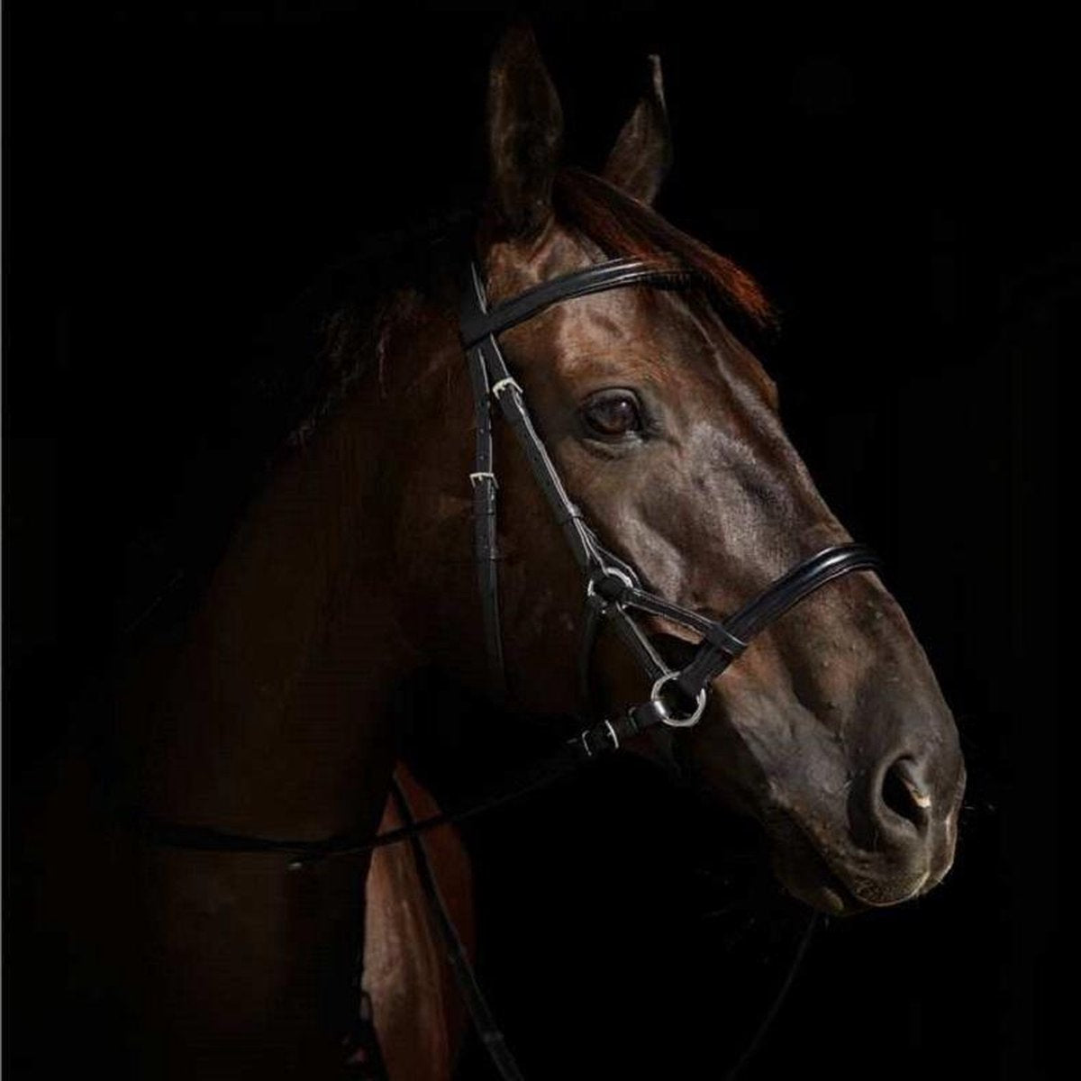 Bitloos hoofdstel Denver sidepull zwart/ pony