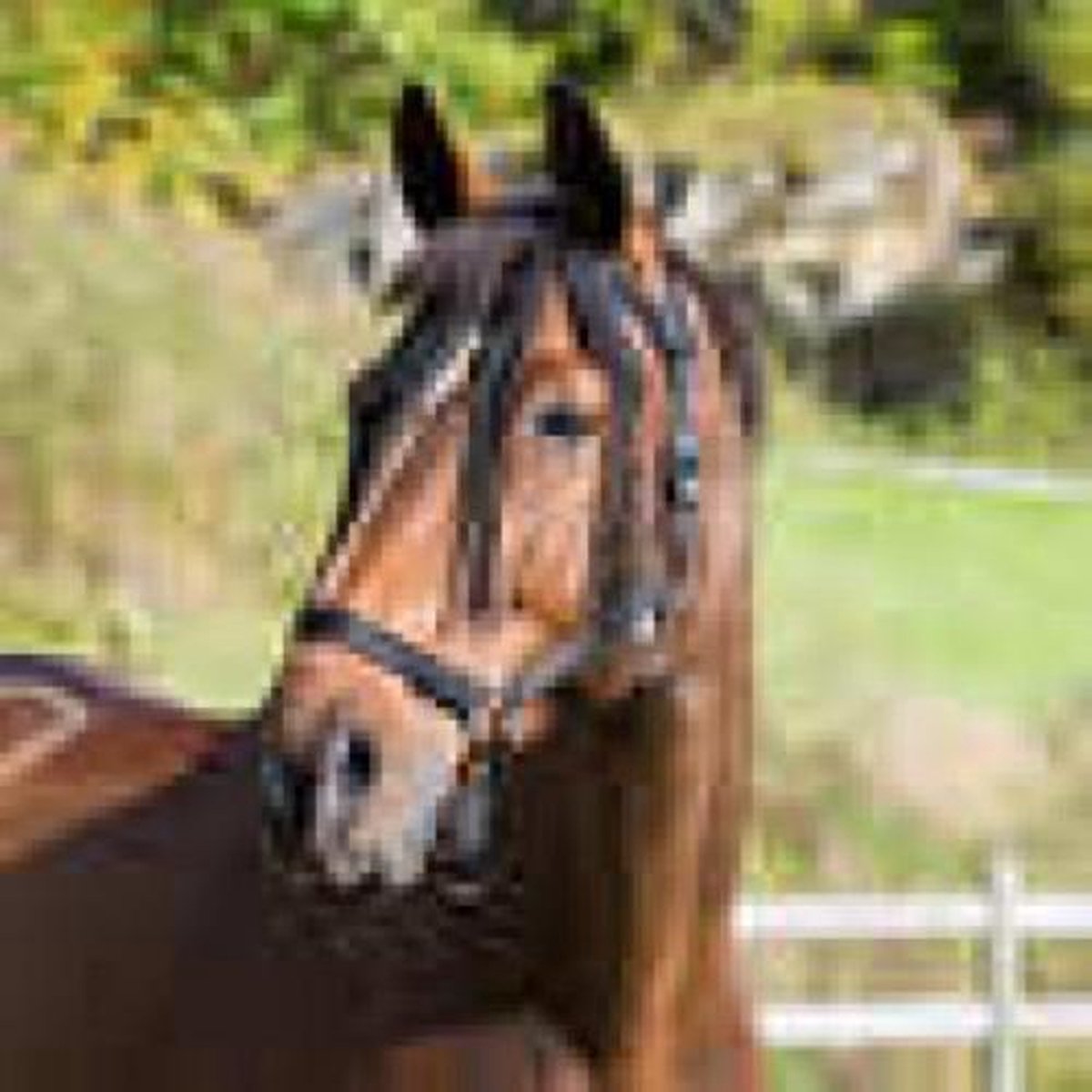 Horze Nylon Vliegenfranje-Zwart-Full