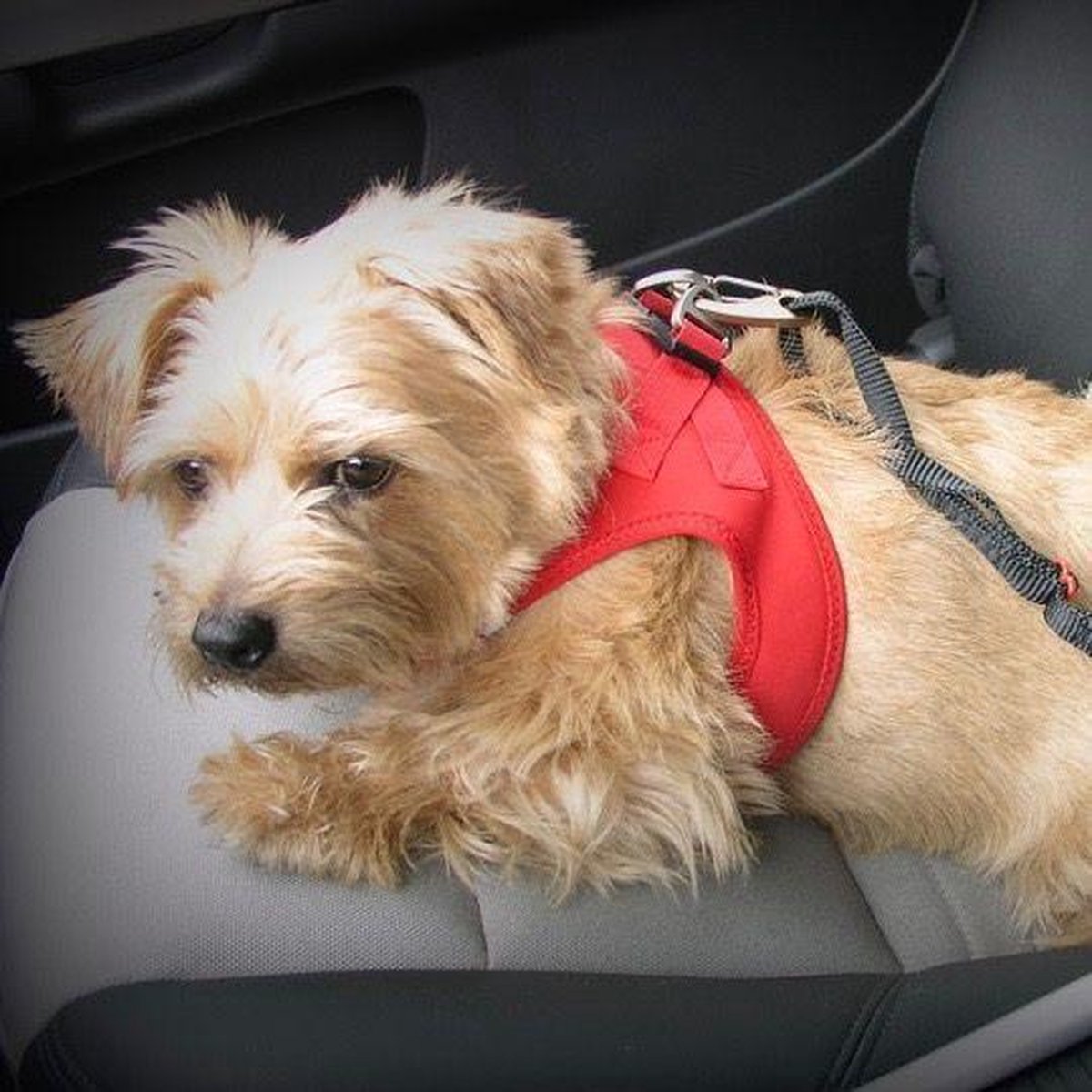Curli Safety Belt 30cm