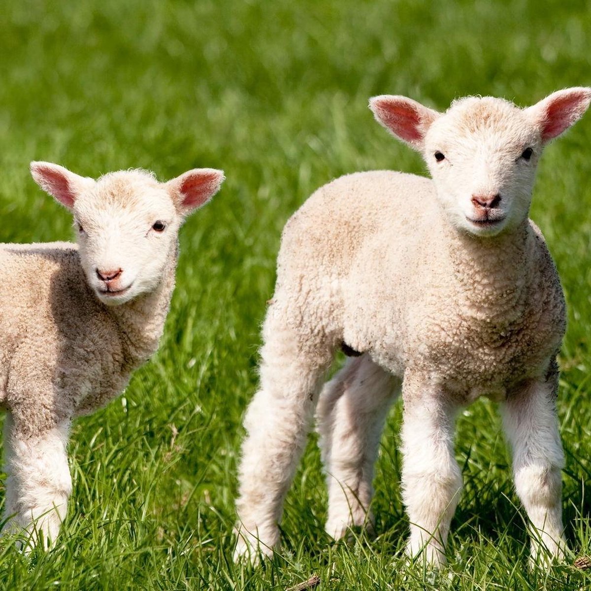 Duni Servetten Farm Lamb 3-laags 33 X 33 Cm Papier 20 Stuks