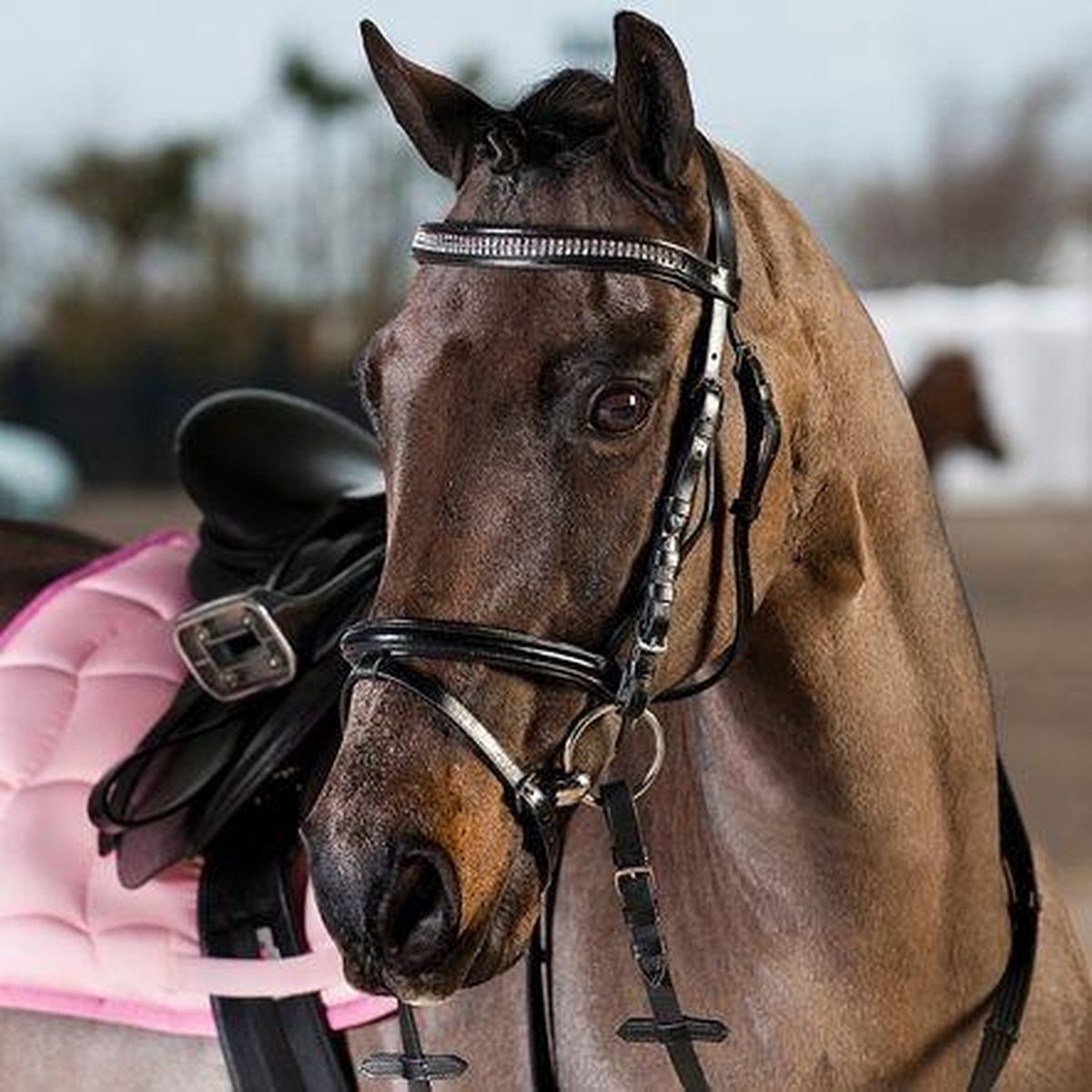 Horze Hgl Ponyhoofdstel Black Sh