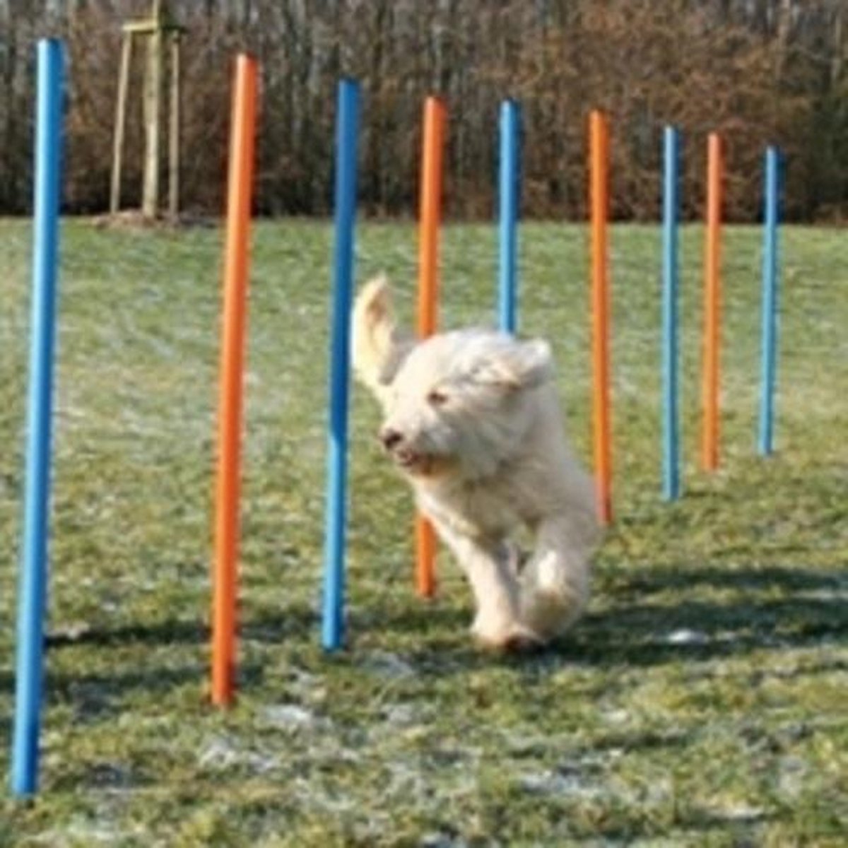 Hondentraining Trainingspaaltjes 12 stuks