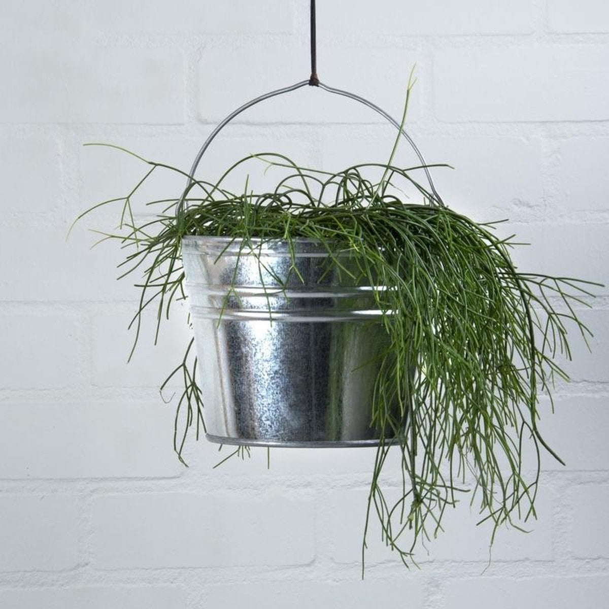 6x Zinken emmers/bloempotten/plantenpotten 6 liter - Tuindecoratie - Bloememmer/bloembak/plantenbak - Decoratie emmer