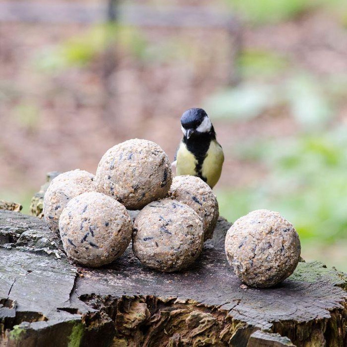 Mezenbol Zonder Net - 50 stuks | Met 100% gerecyclede mezenbolhouder