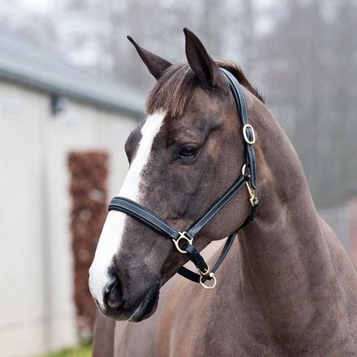 Largo Leren Halster