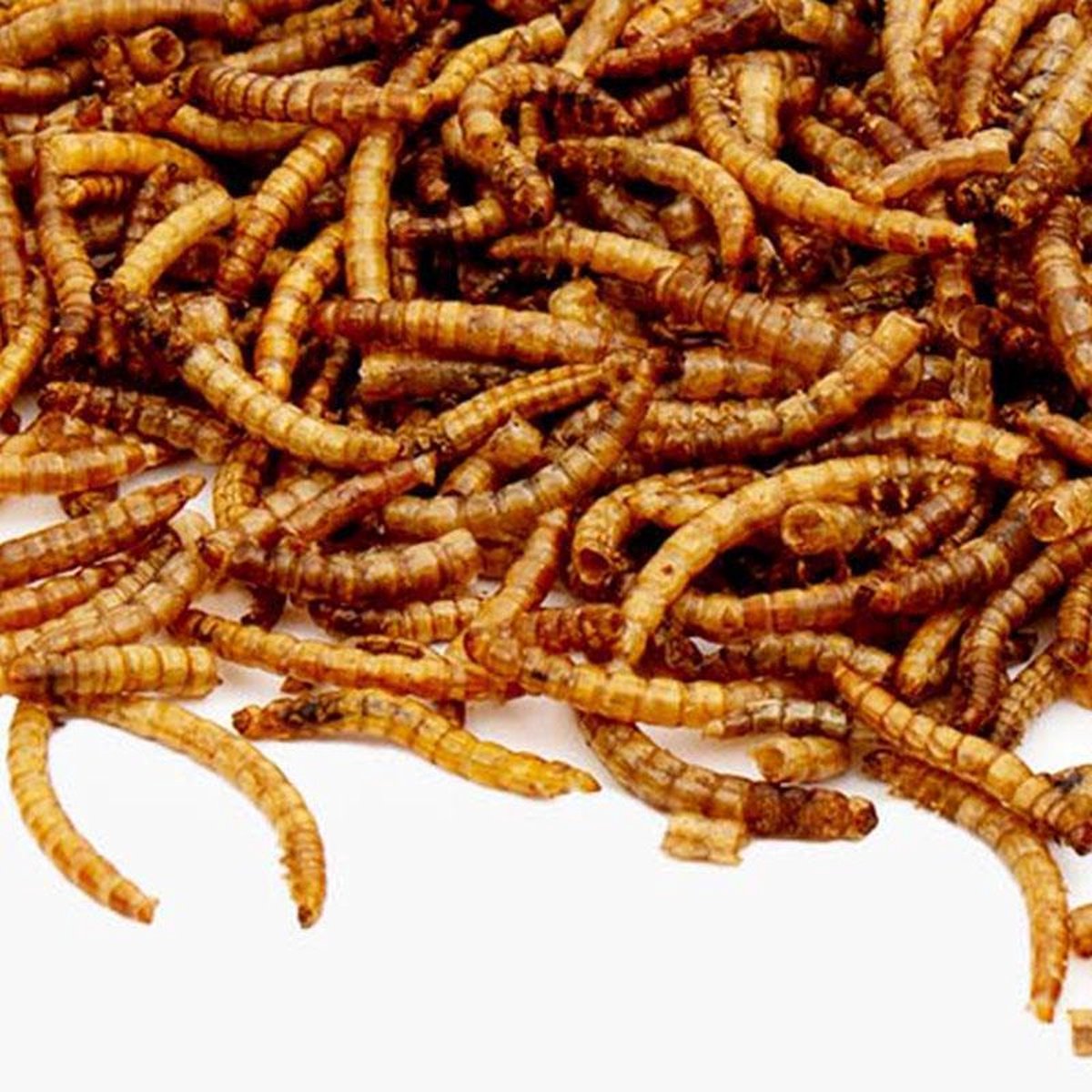 Meelwormen gedroogd - 1 KG