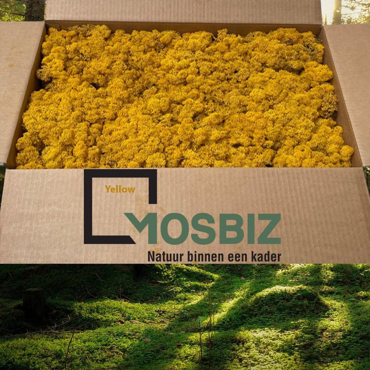 MosBiz Rendiermos Yellow 2 laags (2