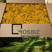 MosBiz Rendiermos Yellow 2 laags (2