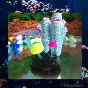Dierplezier - Aquarium decoratie - Koraal - Kunstplant Aquarium Fluo - Planten voor aquarium - Mooie neon planten –aquariumplant BLAUW tubes met rots - Aquariumdecoratie - Aquariumversiering - Benodigdheden aquarium – 11 cm x 9 cm