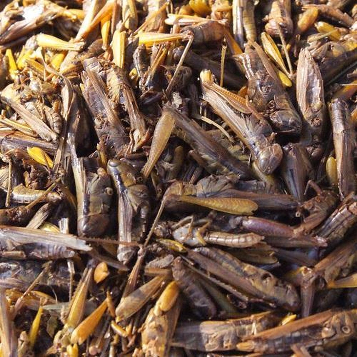 Sprinkhahen (27 Liter)(4KG) - Kippenvoer