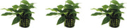 Levende aquariumplant - anubias nana bonzai 5 cm pot - per 3 stuks