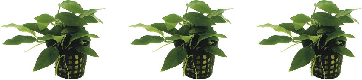 Levende aquariumplant - anubias nana bonzai 5 cm pot - per 3 stuks