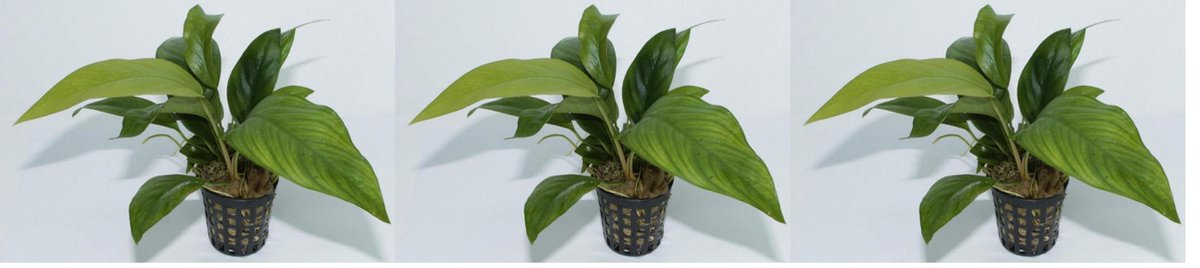 Levende aquariumplant anuabias congensis 5 cm pot per 3 stuks