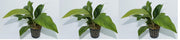 Levende aquariumplant anuabias congensis 5 cm pot per 3 stuks