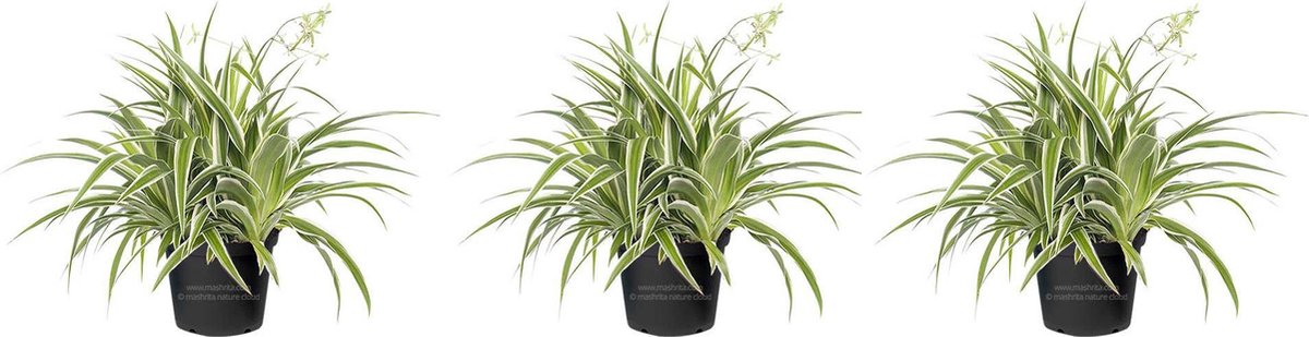 Levende Terrarium chlorophytum Bichetti 5 cm pot per 3 stuks