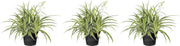 Levende Terrarium chlorophytum Bichetti 5 cm pot per 3 stuks
