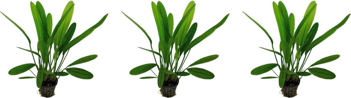 Levende aquariumplant - Echinodorus Africanus 5 cm pot per 3 stuks