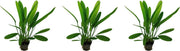 Levende aquariumplant - Echinodorus Africanus 5 cm pot per 3 stuks