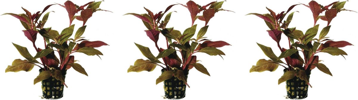 Levende aquariumplant - alternanthera cardinalis 5 cm pot - per 3 stuks