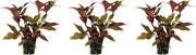 Levende aquariumplant - alternanthera cardinalis 5 cm pot - per 3 stuks