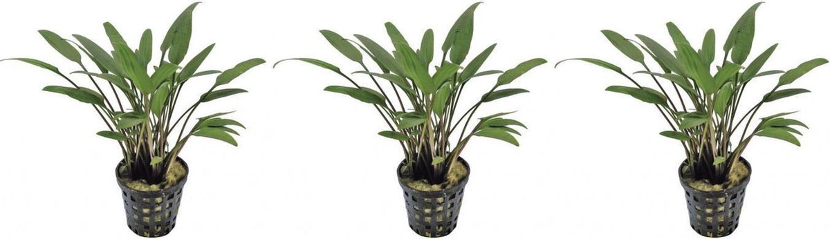 Levende aquariumplant Cryptocoryne Nevelii 5 cm pot per 3 stuks